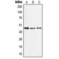 LifeSab™ c-Jun Rabbit pAb (50 µl)
