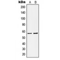 LifeSab™ Kv1.1 Rabbit pAb (50 µl)