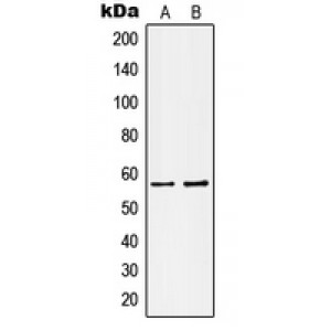 LifeSab™ Kv1.1 Rabbit pAb (50 µl)