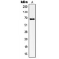 LifeSab™ Kv1.3 Rabbit pAb (50 µl)