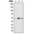 LifeSab™ LCK (pY393) Rabbit pAb (50 µl)
