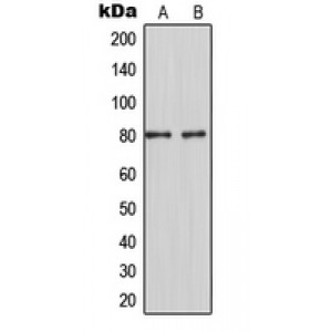 LifeSab™ MARCKS Rabbit pAb (50 µl)