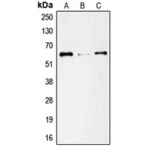 LifeSab™ SMAD1 Rabbit pAb (50 µl)