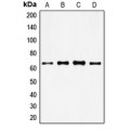 LifeSab™ FOXO4 Rabbit pAb (50 µl)