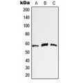 LifeSab™ c-Myc Rabbit pAb (50 µl)