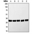 LifeSab™ MYD88 Rabbit pAb (50 µl)