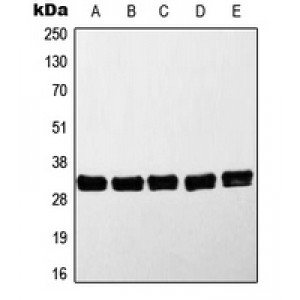 LifeSab™ MYD88 Rabbit pAb (50 µl)