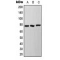 LifeSab™ NDUFS1 Rabbit pAb (50 µl)