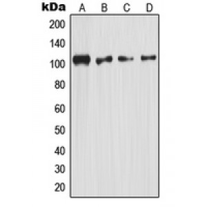 LifeSab™ NF-kappaB p105 Rabbit pAb (50 µl)