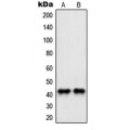 LifeSab™ PAWR Rabbit pAb (50 µl)