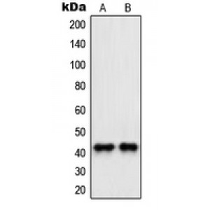 LifeSab™ PAWR Rabbit pAb (50 µl)