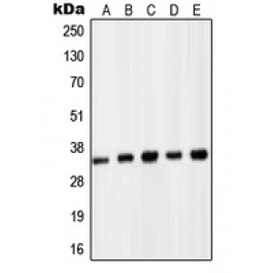 LifeSab™ PCNA Rabbit pAb (50 µl)