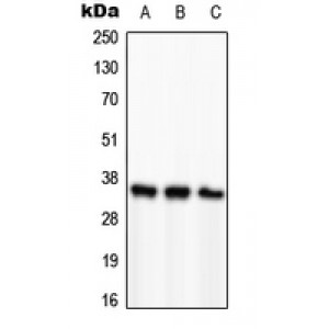 LifeSab™ PCNA Rabbit pAb (50 µl)