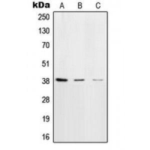 LifeSab™ DNA Polymerase beta Rabbit pAb (50 µl)