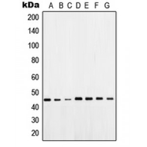 LifeSab™ OCT4 Rabbit pAb (50 µl)