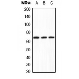 LifeSab™ PPP2R1B Rabbit pAb (50 µl)