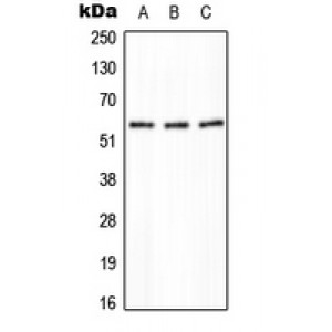 LifeSab™ PPP2R5A Rabbit pAb (50 µl)