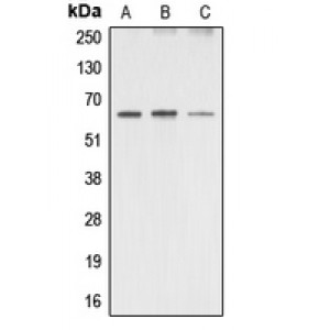 LifeSab™ AMPK alpha 1/2 Rabbit pAb (50 µl)