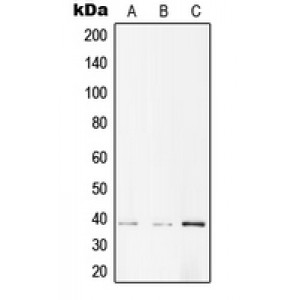LifeSab™ AMPK beta 1 (pS182) Rabbit pAb (50 µl)