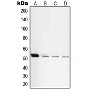 LifeSab™ PKA C beta Rabbit pAb (50 µl)