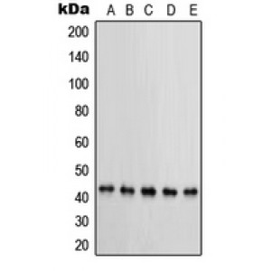 LifeSab™ PRKAR1B Rabbit pAb (50 µl)