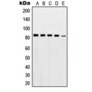 LifeSab™ PKC gamma Rabbit pAb (50 µl)