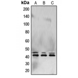 LifeSab™ ERK1/2 Rabbit pAb (50 µl)