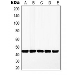 LifeSab™ MKK1 Rabbit pAb (50 µl)