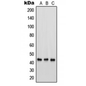 LifeSab™ PSMC6 Rabbit pAb (50 µl)