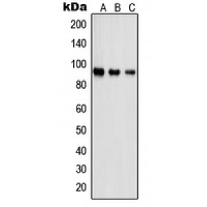 LifeSab™ PSMD2 Rabbit pAb (50 µl)