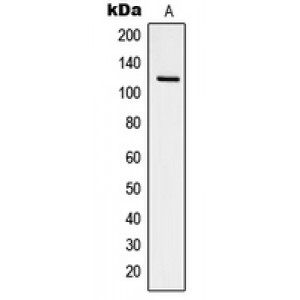 LifeSab™ Focal Adhesion Kinase (pY925) Rabbit pAb (50 µl)