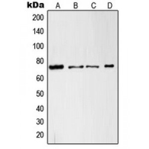 LifeSab™ c-RAF Rabbit pAb (50 µl)