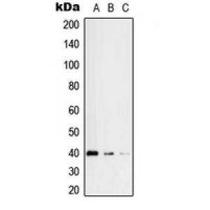 LifeSab™ RFC3 Rabbit pAb (50 µl)