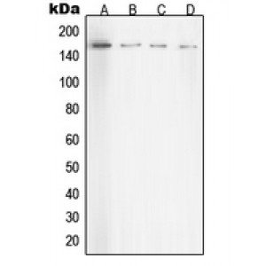 LifeSab™ ROCK1 Rabbit pAb (50 µl)