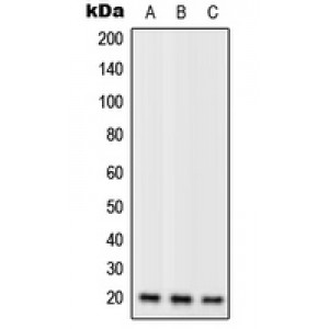 LifeSab™ RPL11 Rabbit pAb (50 µl)