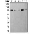 LifeSab™ S6K1 (pT421) Rabbit pAb (50 µl)