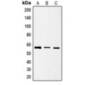 LifeSab™ SRSF4 Rabbit pAb (50 µl)