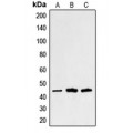 LifeSab™ Alpha-sarcoglycan Rabbit pAb (50 µl)