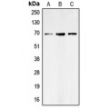 LifeSab™ GAT1 Rabbit pAb (50 µl)