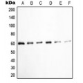 LifeSab™ c-SRC (pY529) Rabbit pAb (50 µl)