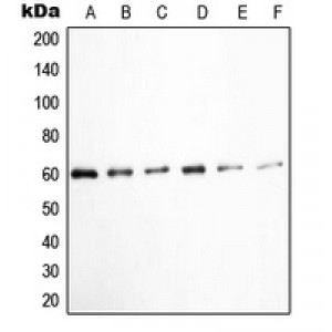 LifeSab™ c-SRC (pY529) Rabbit pAb (50 µl)