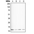 LifeSab™ Somatostatin Rabbit pAb (50 µl)