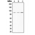 LifeSab™ STAT3 Rabbit pAb (50 µl)