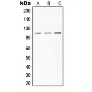 LifeSab™ STAT3 Rabbit pAb (50 µl)