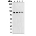 LifeSab™ STAT5A Rabbit pAb (50 µl)