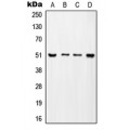 LifeSab™ ADA2A Rabbit pAb (50 µl)
