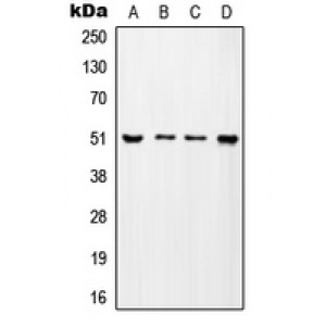 LifeSab™ ADA2A Rabbit pAb (50 µl)