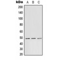 LifeSab™ TEAD1 Rabbit pAb (50 µl)