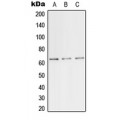 LifeSab™ TFE3 Rabbit pAb (50 µl)