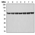 LifeSab™ TRAF3 Rabbit pAb (50 µl)